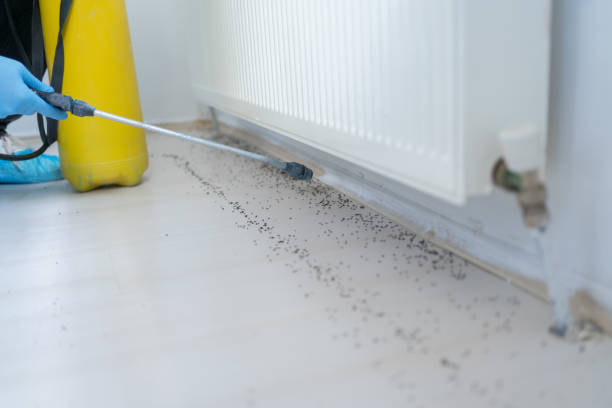 Best Termite Control Services  in Duncansville, PA